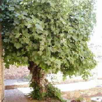 Click para ampliar. Pulsa en el nombre para ver la ficha. Cáceres - Higuera milenaria